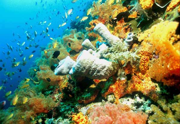 coral reef in Moalboal