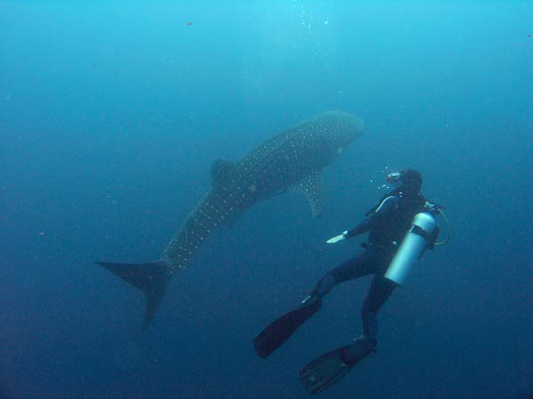 whale shark at savedra house reef in moalboal